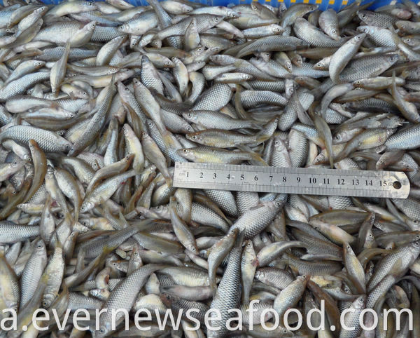 کباب سودوراسبورا پارو